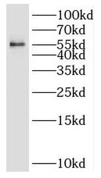 P3H4 Rabbit Polyclonal Antibody