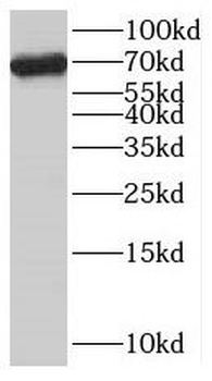 SCFD1 Rabbit Polyclonal Antibody