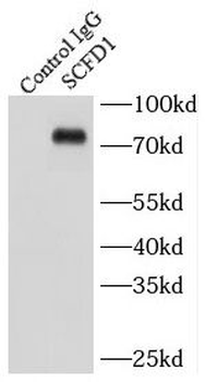 SCFD1 Rabbit Polyclonal Antibody