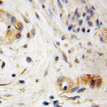 SCFD1 Rabbit Polyclonal Antibody