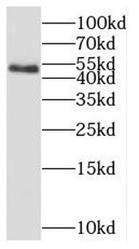 SCLY Rabbit Polyclonal Antibody