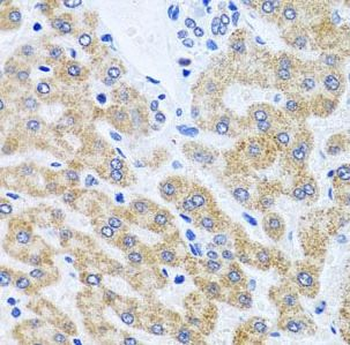 SCO1 Antibody