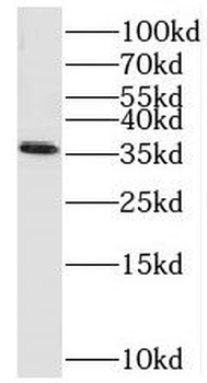 SEC13 Rabbit Polyclonal Antibody