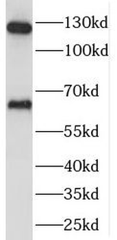 SEC24A Rabbit Polyclonal Antibody