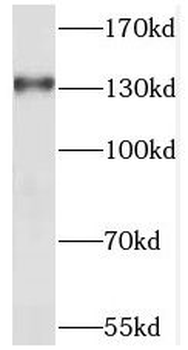 SEC31A Antibody