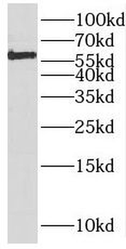 DHCR24 Rabbit Polyclonal Antibody