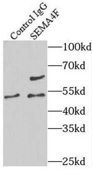 SEMA4F Antibody