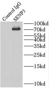 SENP3 Rabbit Polyclonal Antibody