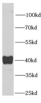 SEPHS1 Antibody