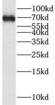 SERINC3 Rabbit Polyclonal Antibody