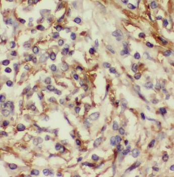 SERINC3 Rabbit Polyclonal Antibody