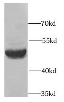 SERPINA10 Antibody