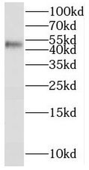 SERPINB2 Antibody