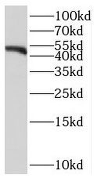 SERPINB8 Antibody