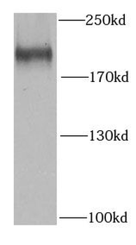 SETDB1 Antibody