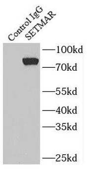 SETMAR Rabbit Polyclonal Antibody