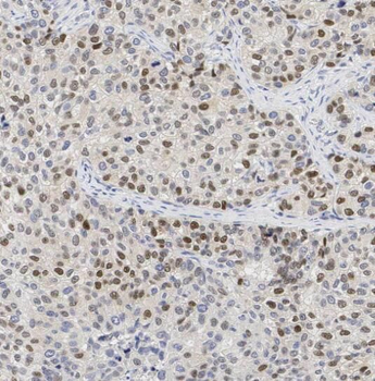 SF3A1 Antibody