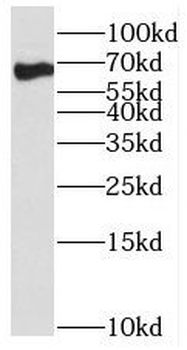 SF3A2 Rabbit Polyclonal Antibody