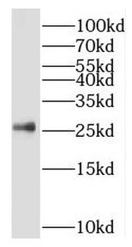 SRSF9 Antibody