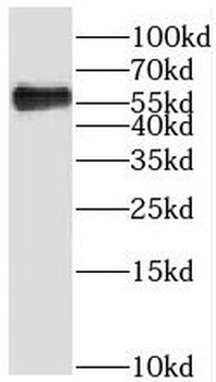 SGK3 Antibody