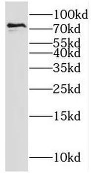 SH2D3C Antibody