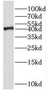SH3GL3 Antibody