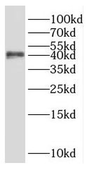 SHARPIN Antibody
