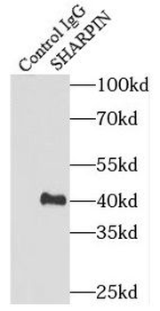 SHARPIN Antibody