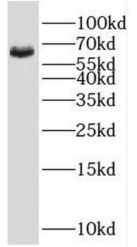 SHC3 Rabbit Polyclonal Antibody