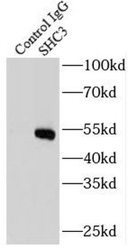 SHC3 Rabbit Polyclonal Antibody