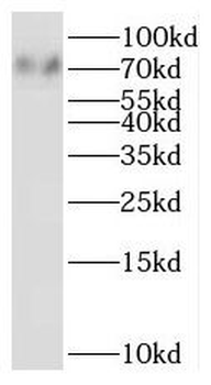 SIGLEC5 Antibody