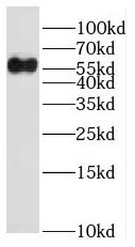 SIGLEC9 Rabbit Polyclonal Antibody