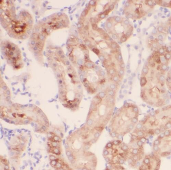 SIL1 Rabbit Polyclonal Antibody