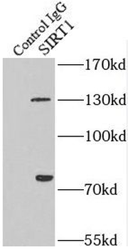 SIRT1 Rabbit Polyclonal Antibody