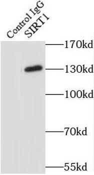 SIRT1 Mouse Monoclonal Antibody