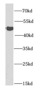 SIRT7 Rabbit Polyclonal Antibody