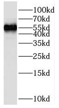 SKAP1 Antibody