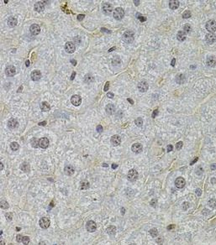 SKP2 Antibody