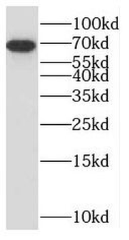 SLAMF7 Rabbit Polyclonal Antibody