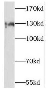 SLC13A4 Rabbit Polyclonal Antibody