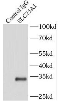 SLC25A1 Antibody