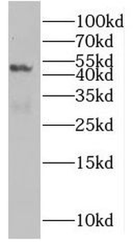 SLC25A24 Antibody