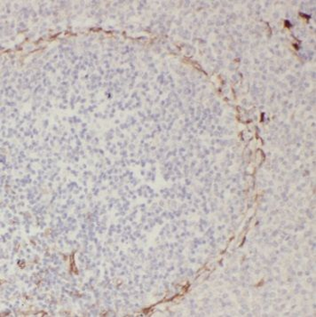 SLC35A1 Rabbit Polyclonal Antibody