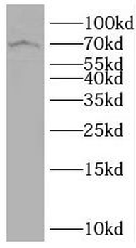SLC7A4 Rabbit Polyclonal Antibody