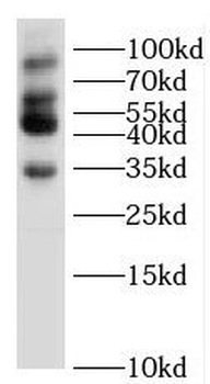 SLMAP Antibody