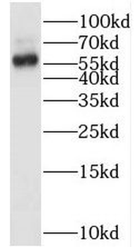 SMARCD1 Antibody