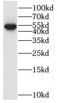 MIEF1 Rabbit Polyclonal Antibody