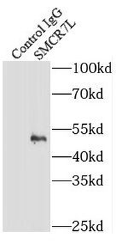 MIEF1 Rabbit Polyclonal Antibody