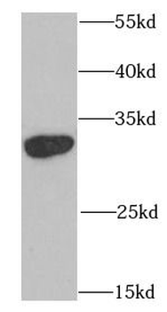 SNRPA Rabbit Polyclonal Antibody