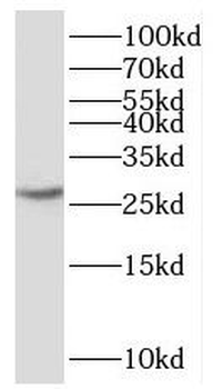 SNRPN Antibody
